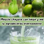 La Próstata: Función, Cuidado y Claves para Mantener una Salud Prostática Óptima