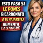 Salud masculina después de los 50: cómo apoyar la próstata, mantener una buena vitalidad y cuidar la glucosa cada día